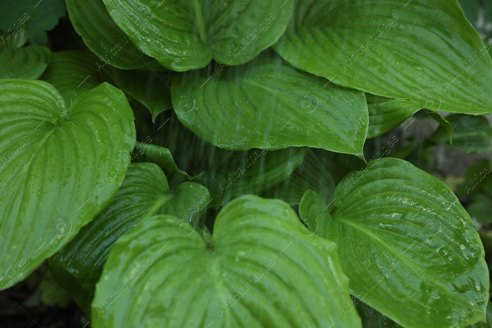 Photo of Beautiful plant with green leaves in garden on rainy day