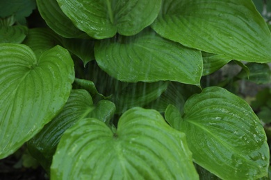 Photo of Beautiful plant with green leaves in garden on rainy day
