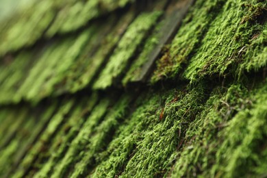 Old wooden roof covered with green moss as background, closeup
