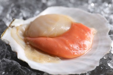 Fresh raw scallop in shell on ice cubes, closeup