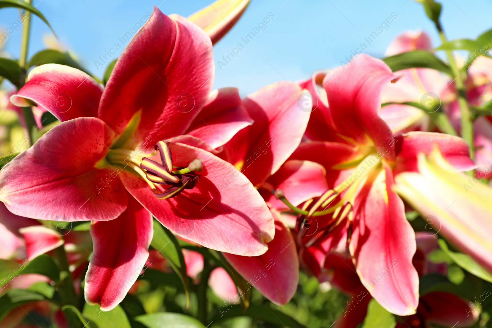 Photo of Beautiful bright pink lilies growing at flower field, closeup