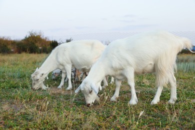 Goats on pasture at farm. Animal husbandry