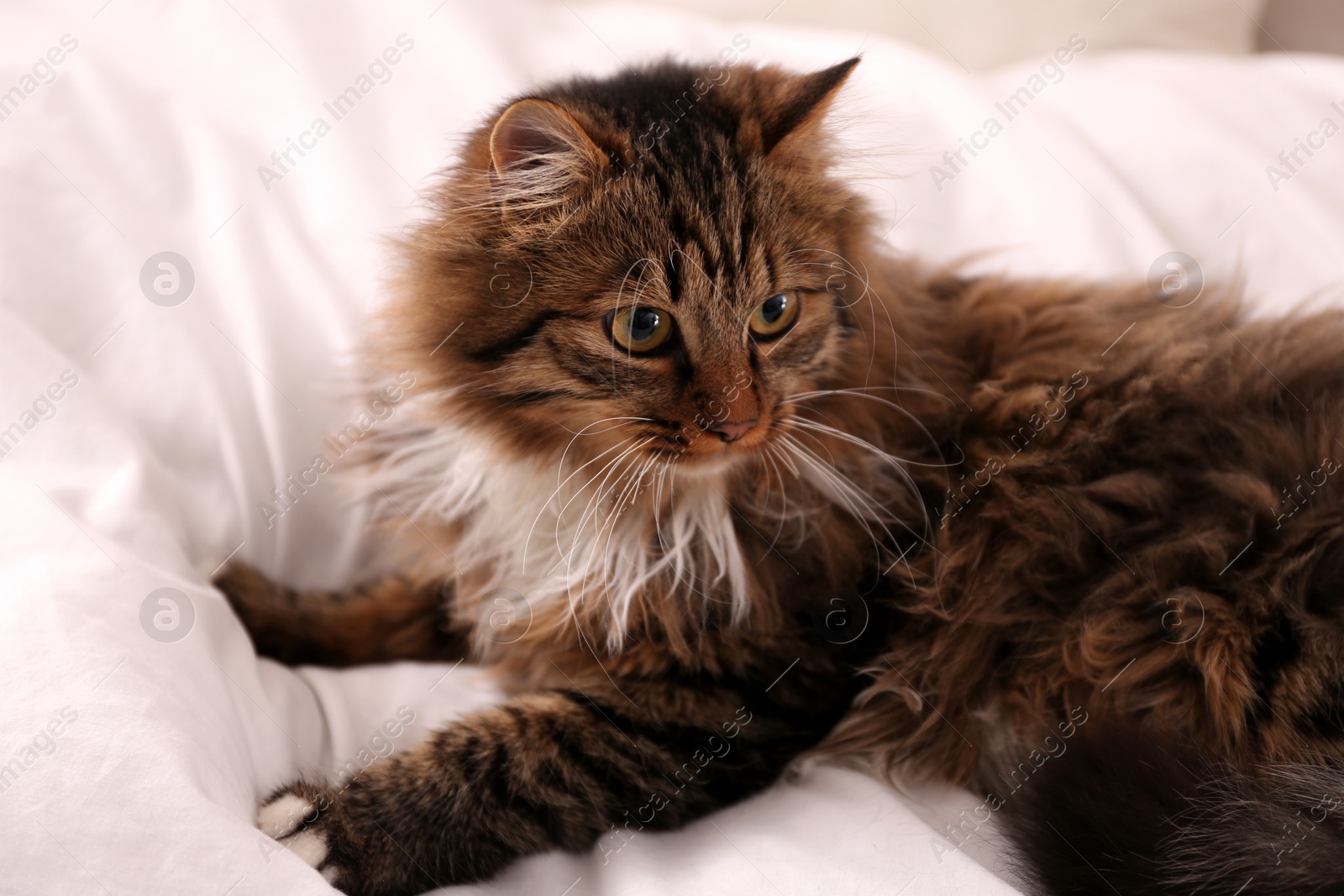 Photo of Cute fluffy cat on bed. Domestic pet