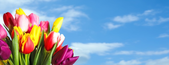 Image of Beautiful bright spring tulips and blue sky on background, space for text. Banner design