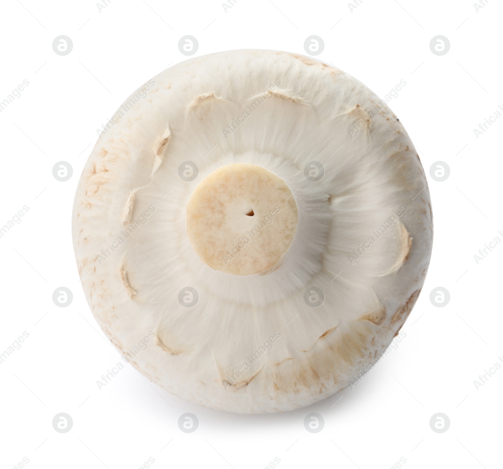 Photo of Fresh raw champignon mushroom on white background