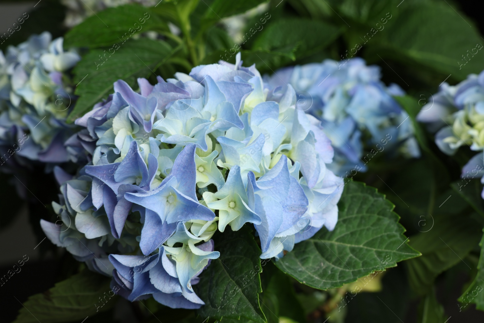 Photo of Beautiful hortensia plant with light blue flowers, closeup