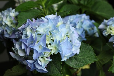 Photo of Beautiful hortensia plant with light blue flowers, closeup