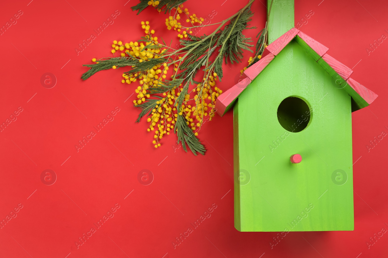 Photo of Beautiful bird house and mimosa flowers on red background, flat lay. Space for text