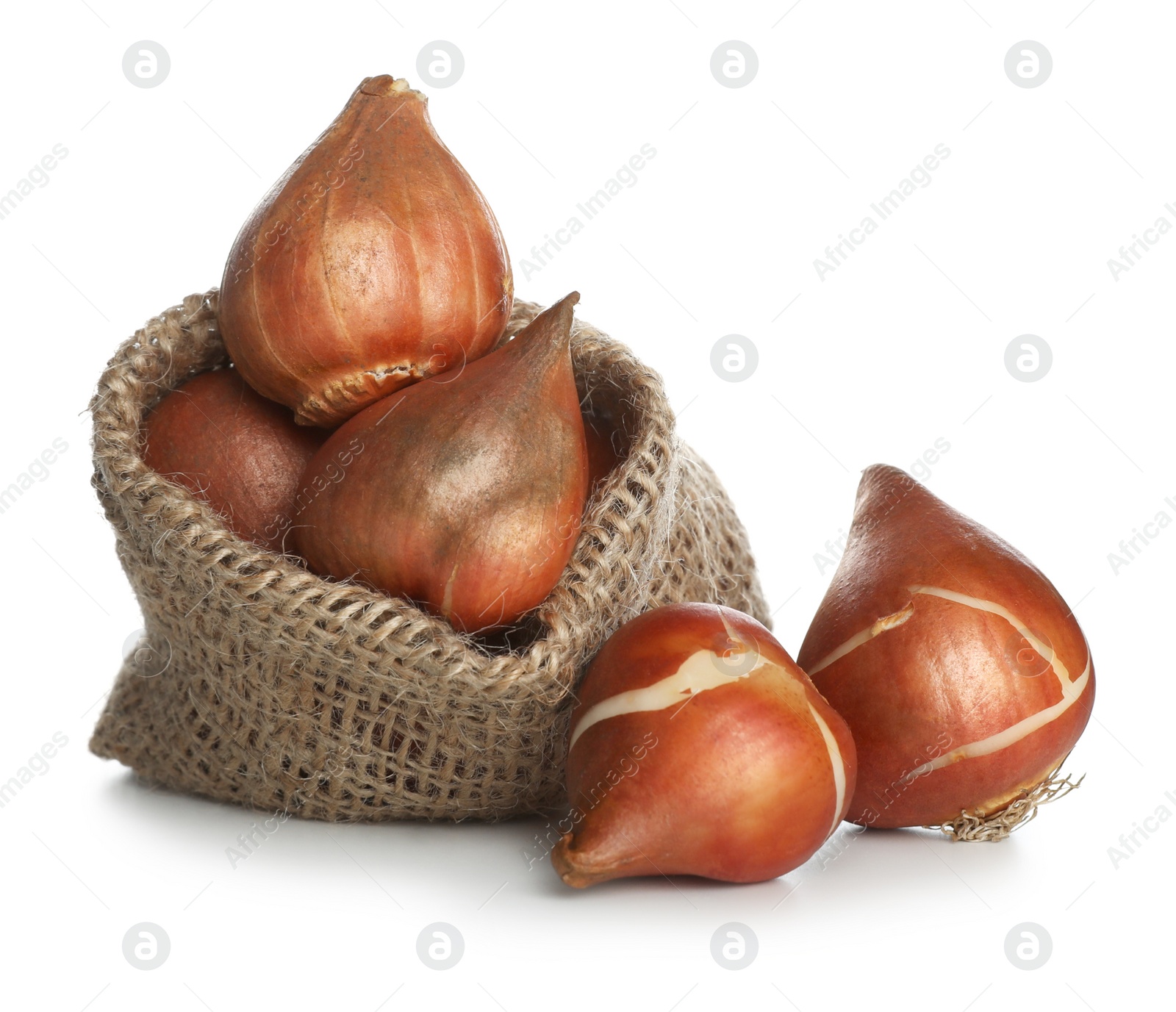 Photo of Tulip bulbs in sack on white background