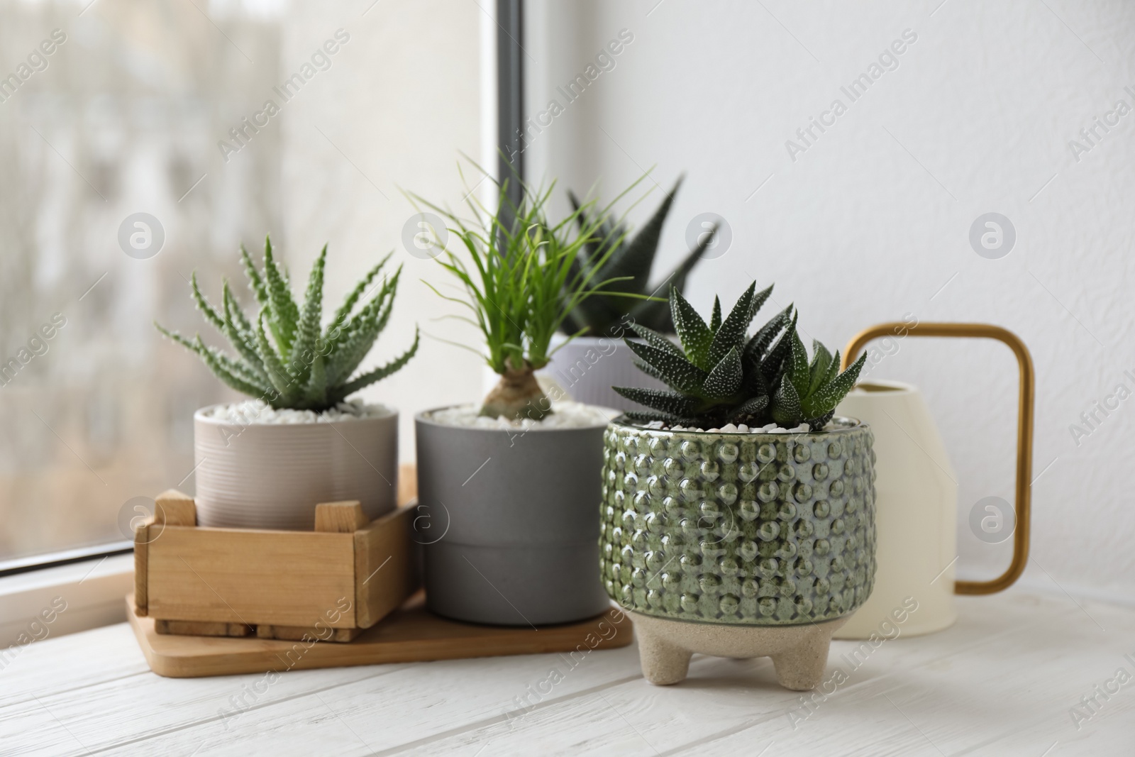 Photo of Beautiful Aloe, Nolina and Haworthia in pots on white wooden windowsill. Different house plants