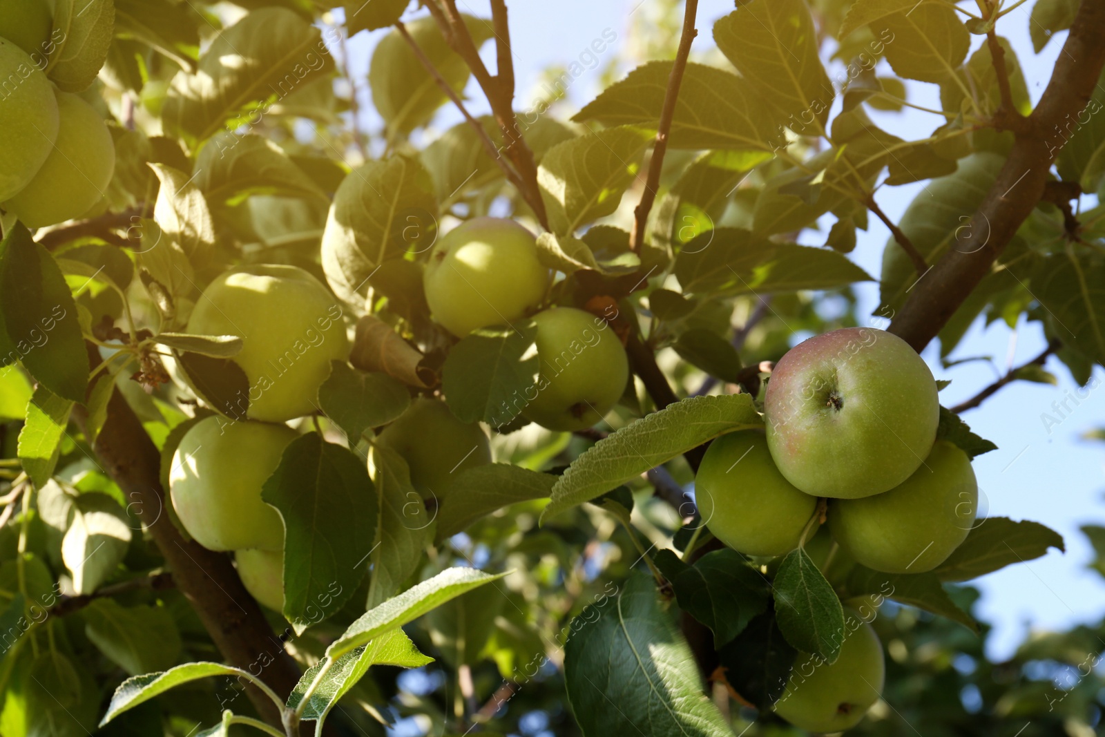 Photo of Apple tree with fresh and ripe fruits on sunny day