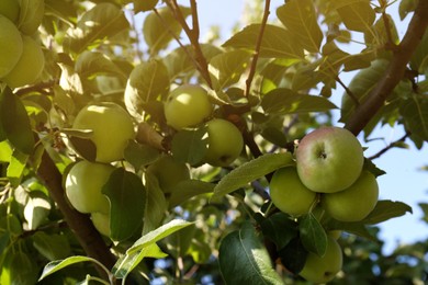 Apple tree with fresh and ripe fruits on sunny day