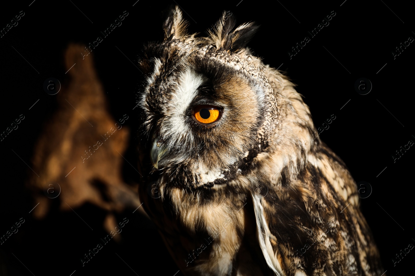 Photo of Beautiful eagle owl on black background, closeup. Predatory bird