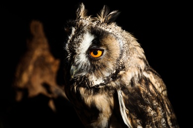 Photo of Beautiful eagle owl on black background, closeup. Predatory bird