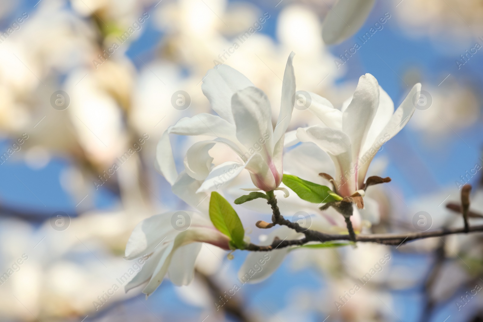 Photo of Beautiful blooming Magnolia tree branch on sunny day outdoors, closeup