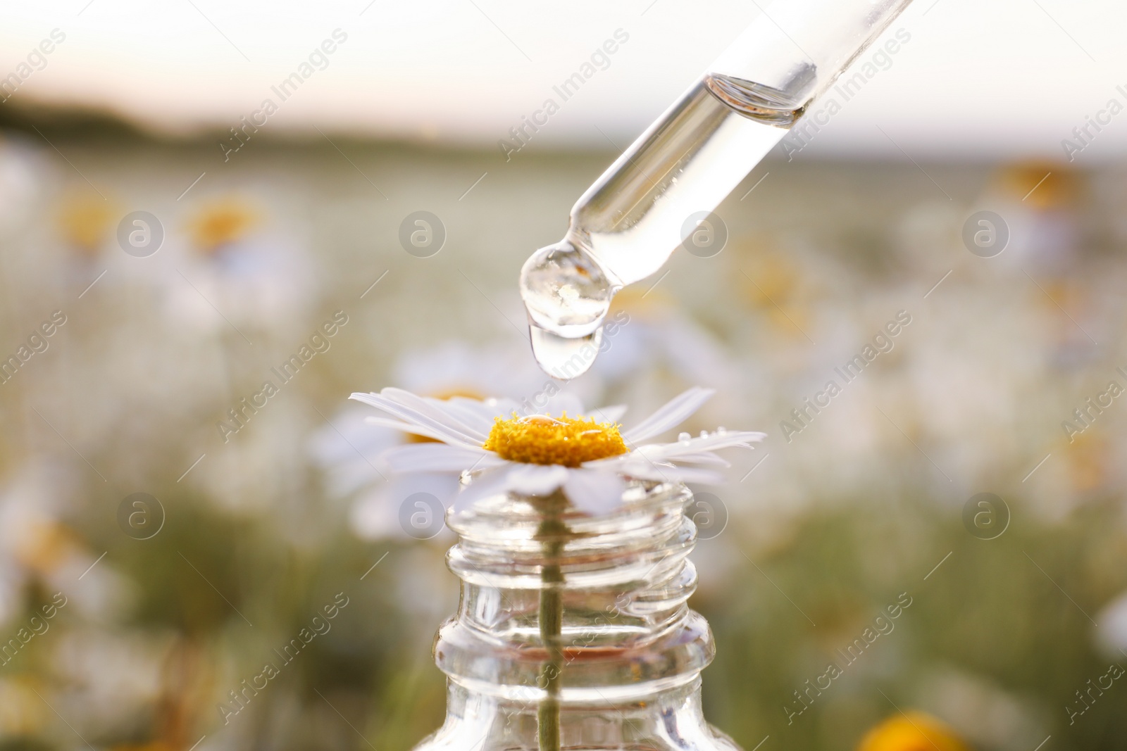 Photo of Dripping essential oil from pipette onto chamomile in bottle outdoors, closeup