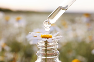 Dripping essential oil from pipette onto chamomile in bottle outdoors, closeup
