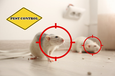 Image of Gun targets on rats indoors and warning sign Pest Control