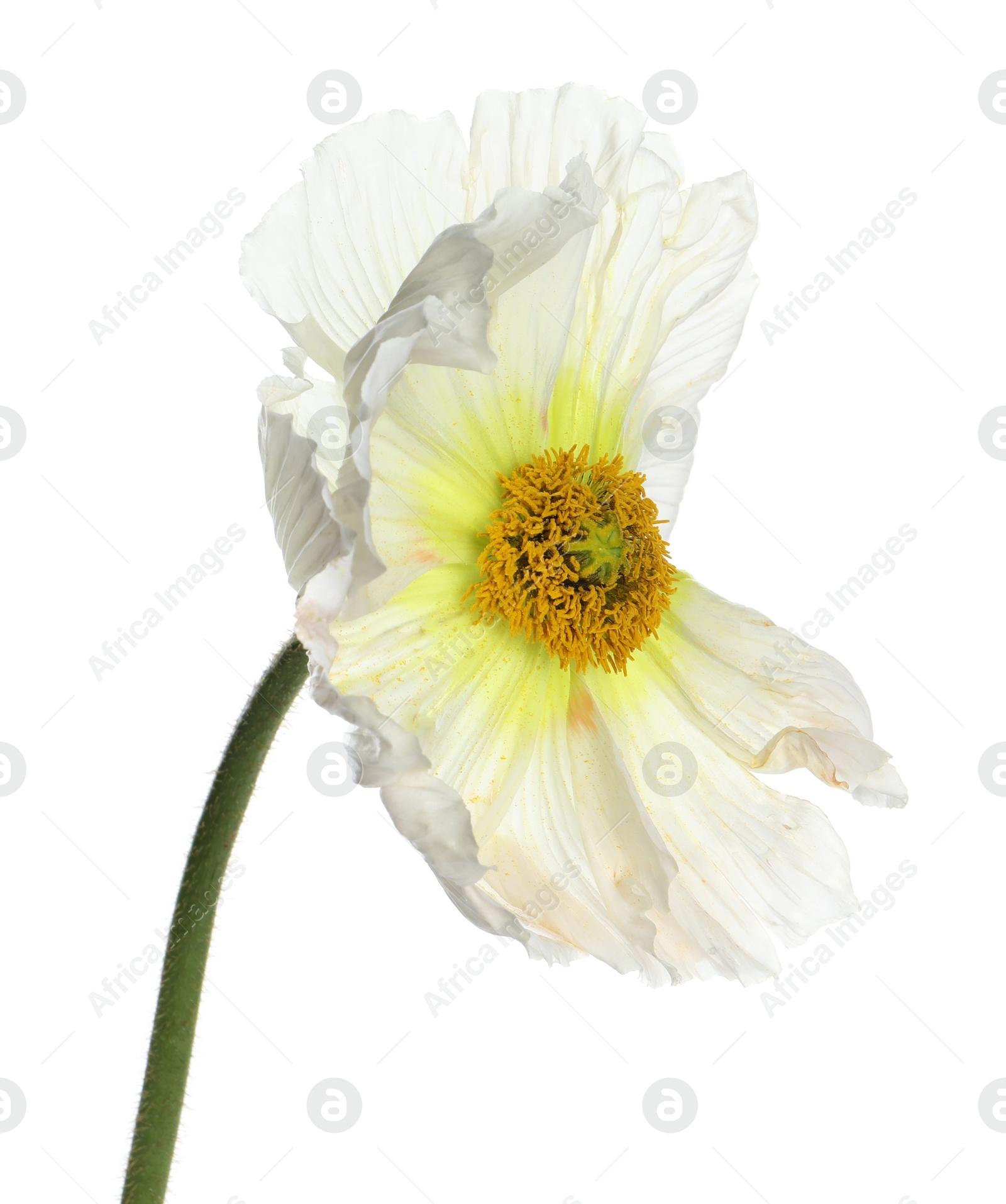 Photo of Beautiful poppy flower with tender petals isolated on white