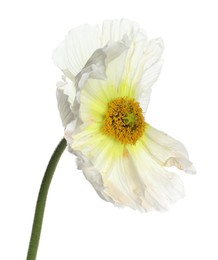 Photo of Beautiful poppy flower with tender petals isolated on white