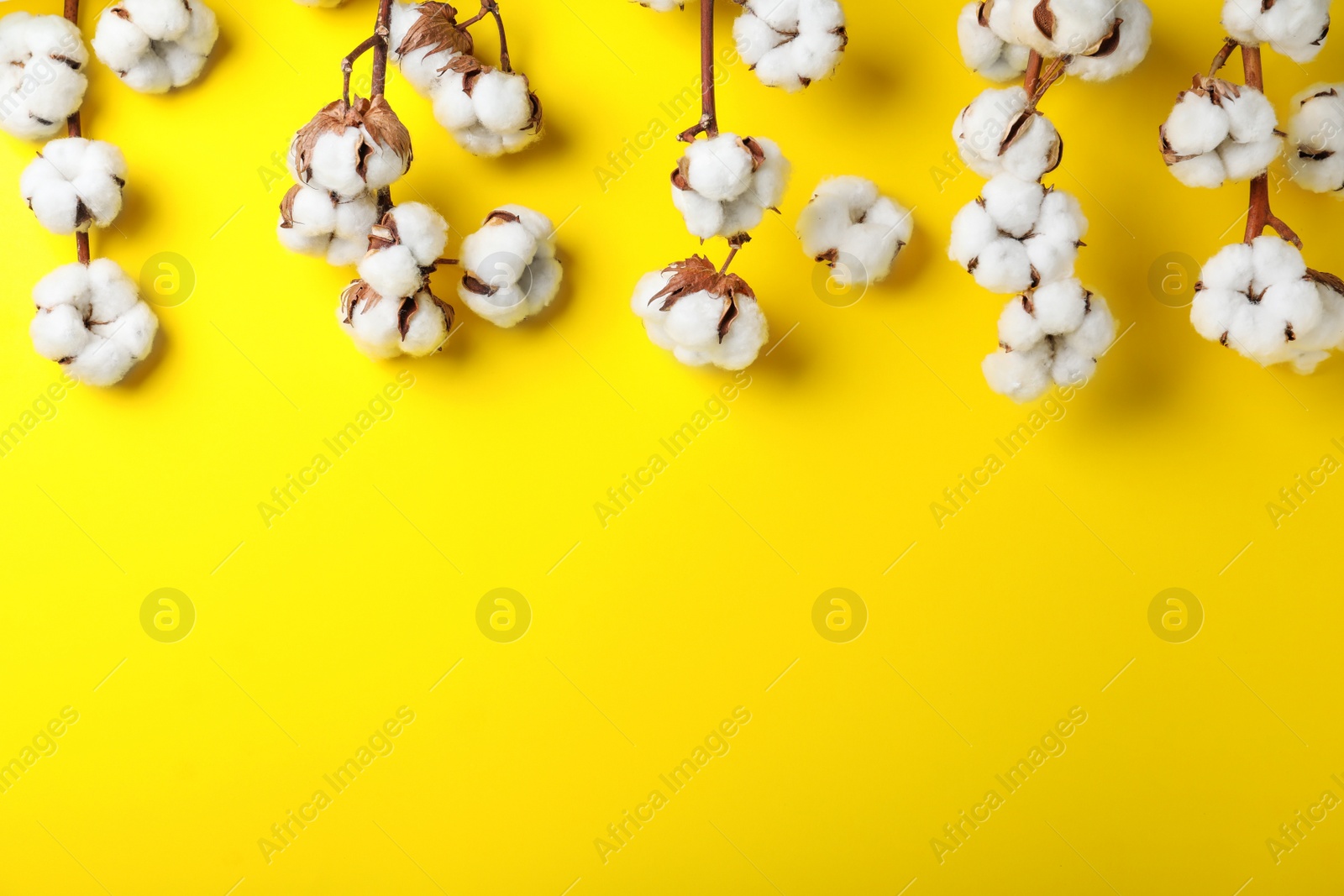 Photo of Fluffy cotton flowers on yellow background, flat lay. Space for text