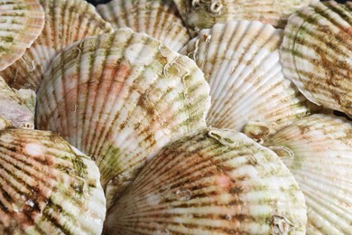 Photo of Fresh raw scallops in shells as background, closeup