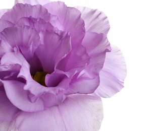 Photo of Beautiful Eustoma flower on white background