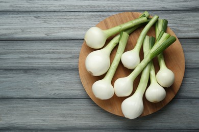 Tray with green spring onions on grey wooden table, top view. Space for text