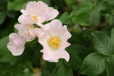 Closeup view of beautiful blooming rose hip bush outdoors