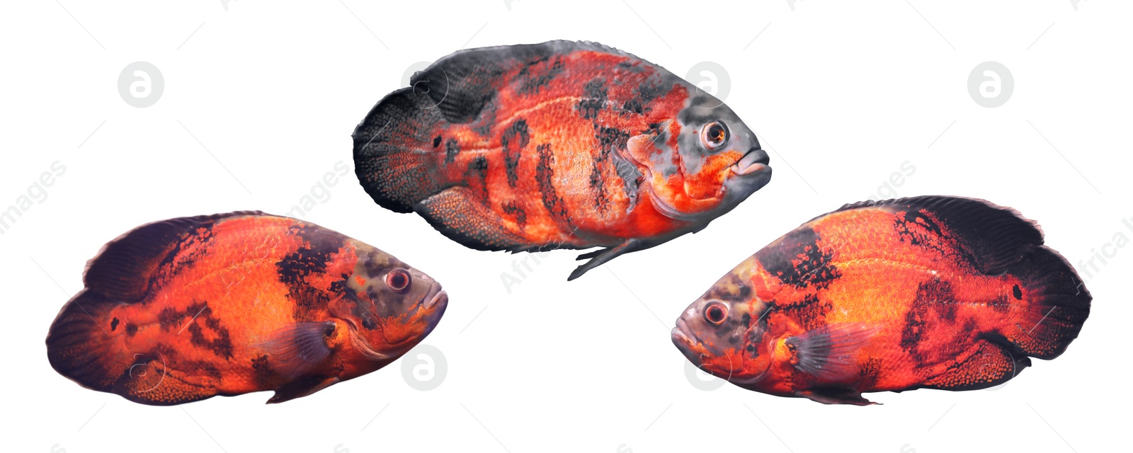 Image of Collage of beautiful bright oscar fish on white background