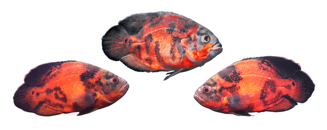 Collage of beautiful bright oscar fish on white background