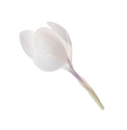 Photo of Beautiful fresh crocus flower isolated on white