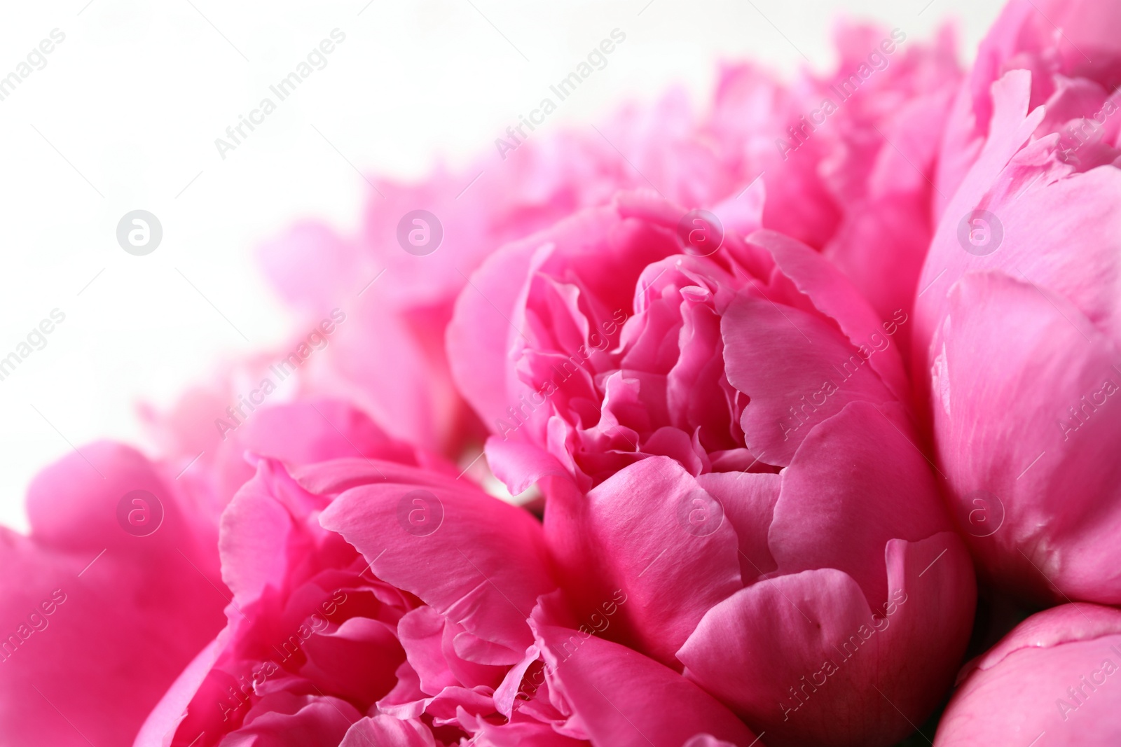 Photo of Beautiful pink peonies on light background, closeup