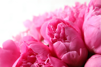 Photo of Beautiful pink peonies on light background, closeup