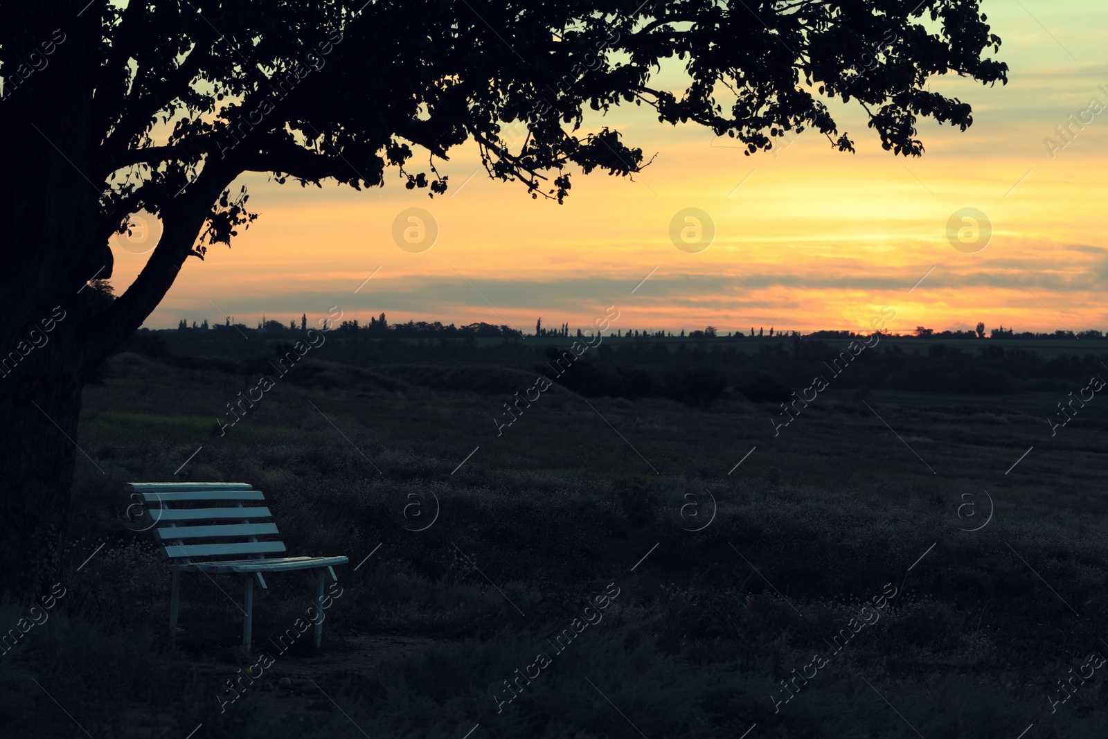 Photo of Bench under tree in field at sunrise. Early morning landscape