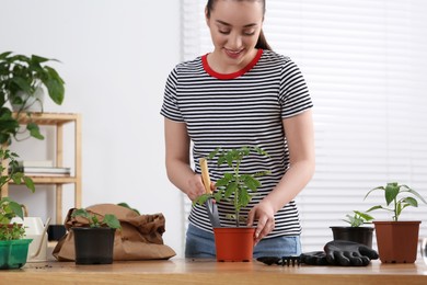 Happy woman planting seedling into pot at wooden table in room