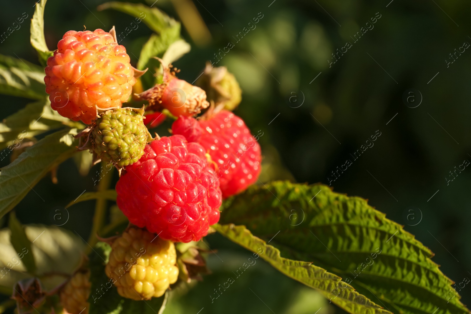 Photo of Raspberry branch with ripening berries in garden, closeup. Space for text