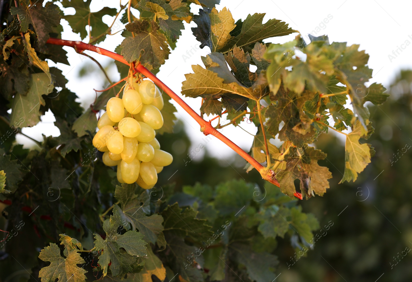 Photo of Fresh ripe juicy grapes growing on branch in vineyard