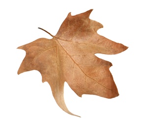 Beautiful autumn leaf on white background. Fall foliage