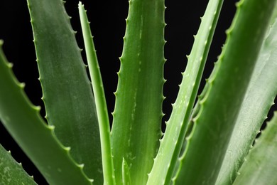 Photo of Green aloe vera plant on black background, closeup