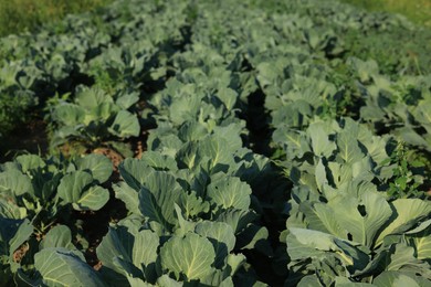 Many green cabbages growing in field. Industrial agriculture