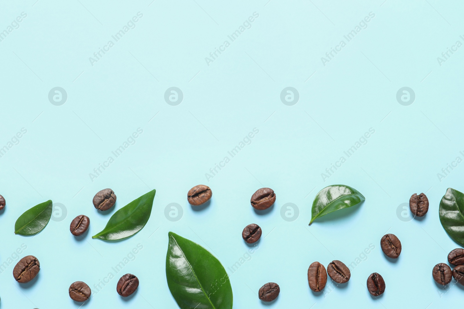 Photo of Fresh green coffee leaves and beans on light blue background, flat lay. Space for text