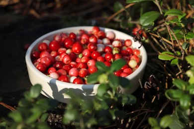 Photo of Bowl of delicious ripe red lingonberries outdoors, closeup
