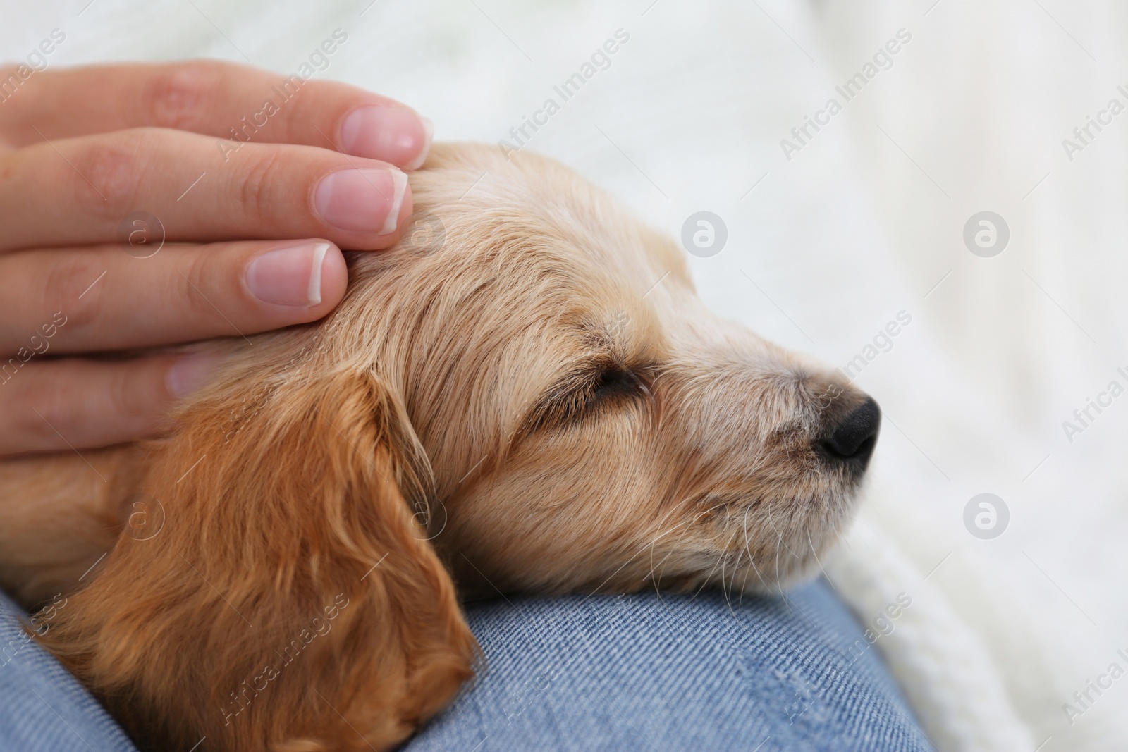 Photo of Owner with cute English Cocker Spaniel puppy indoors, closeup