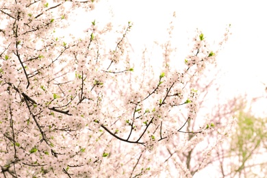 Photo of Blossoming spring tree on warm day