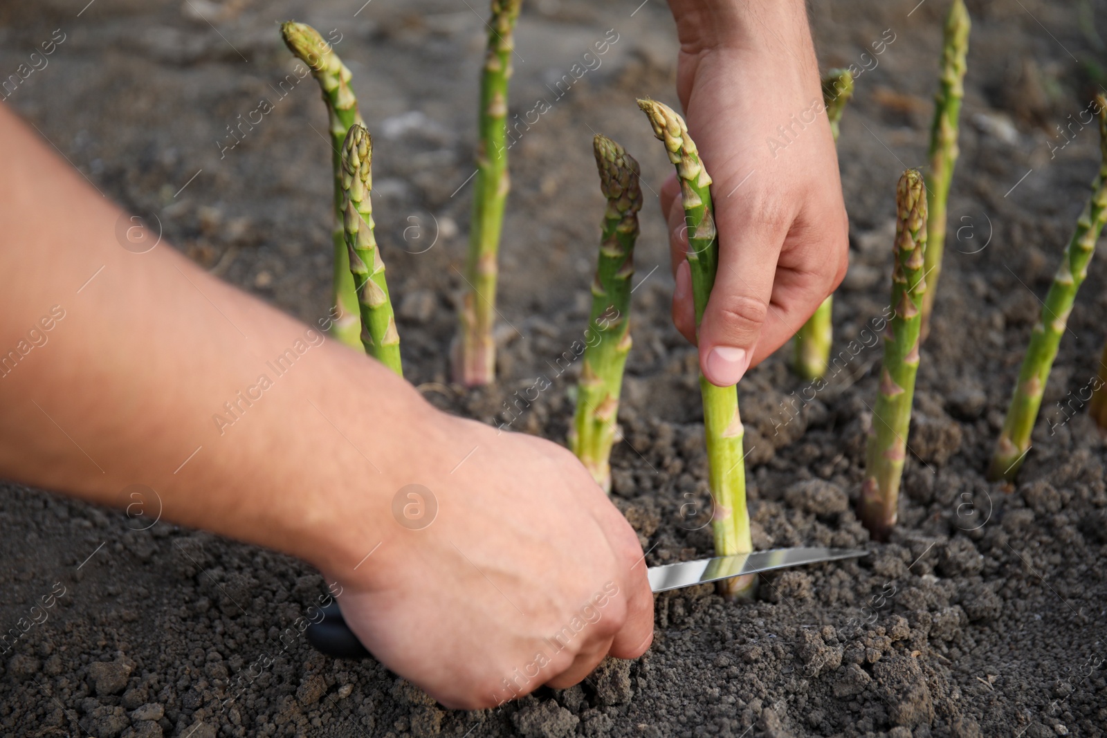 Photo of Man picking fresh asparagus in field, closeup