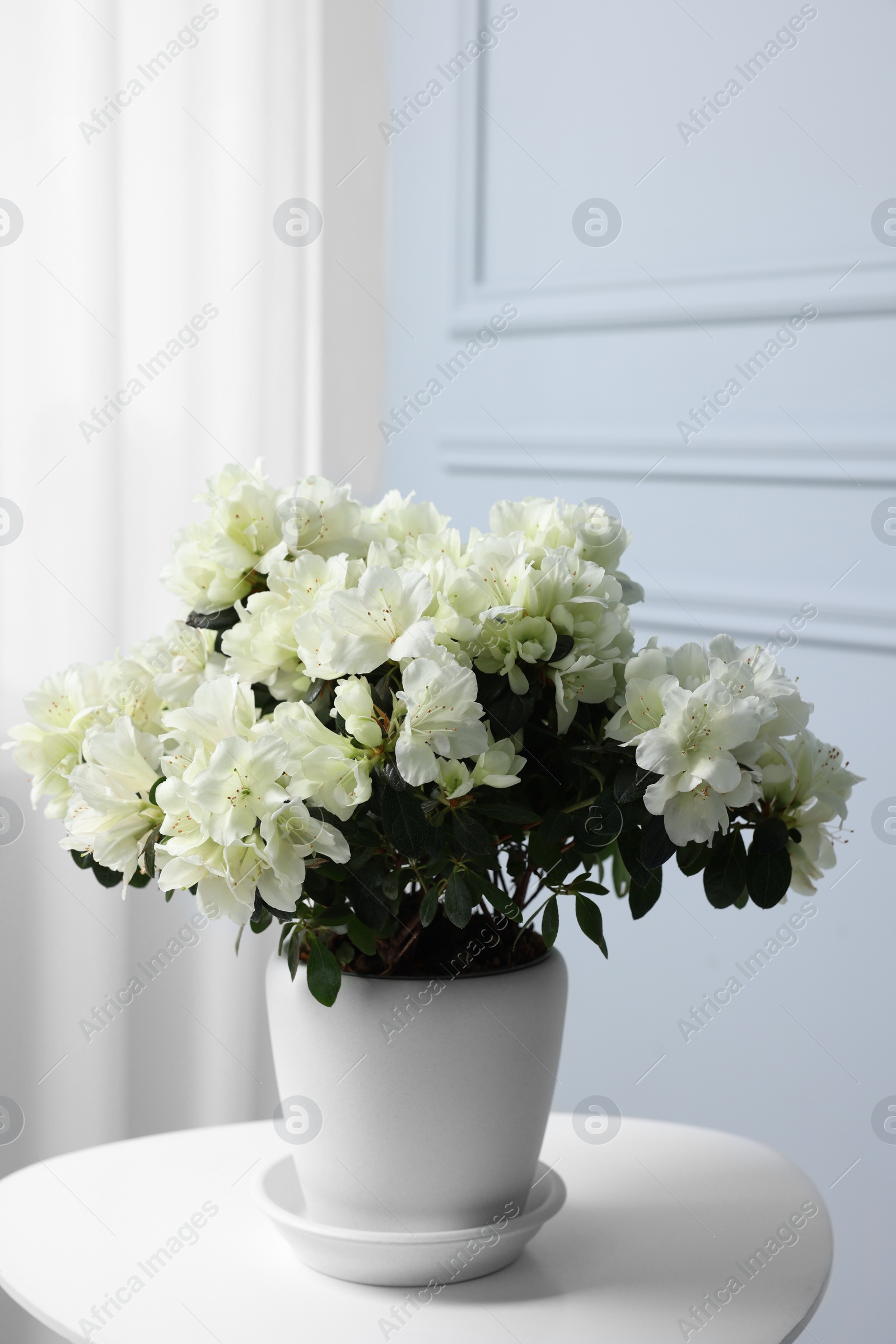 Photo of Beautiful azalea flowers in pot on white table indoors
