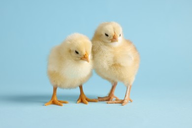 Photo of Two cute chicks on light blue background, closeup. Baby animals