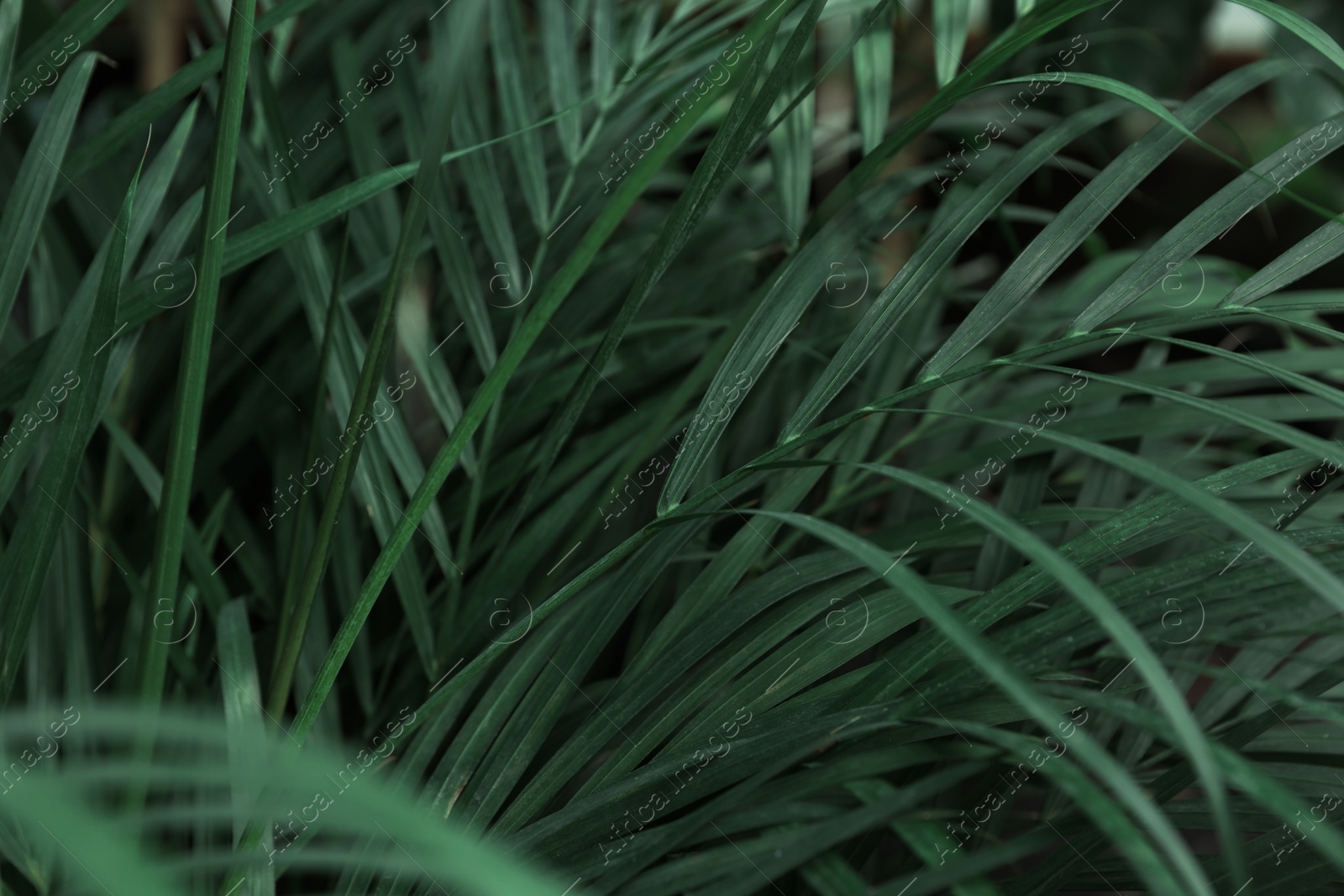 Photo of Many fresh green tropical leaves growing outdoors, closeup