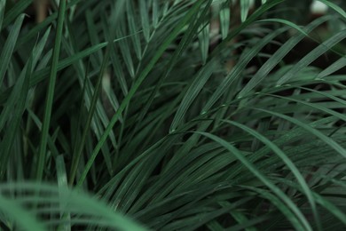 Many fresh green tropical leaves growing outdoors, closeup